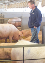 Man walking through Gestation pen, looking sows over.