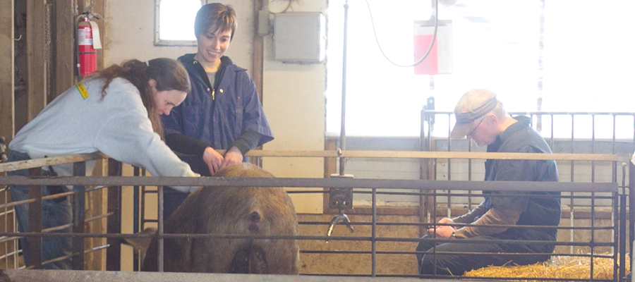 A pig pressing its snout against an employee's palm