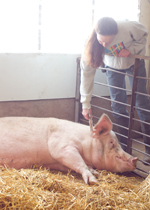 A farmer leaning over a gate to give a sick sow a shot.