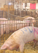 A cluster of private hospital stalls with sick sows rooting in their straw.
