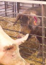 A boar watching a passing sow.