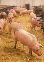 Sows milling about the communal area of a breeding pen.