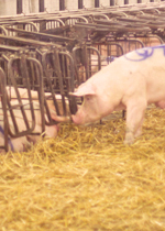 A sow staring at another sow who is inside a free access stall.