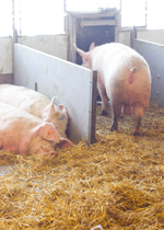 A pig standing in front of a "pig-actuated door," contemplating going outside.