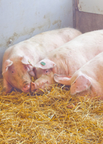 Gestating sows snuggled together in a bedded nest.