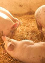 A growing pig rolling around ecstatically in a pile of fresh straw.