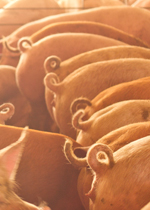 A group of growing pigs lined up at a feeder.