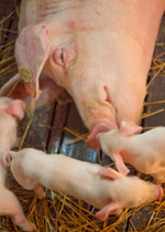 Some piglets next to their mom's much larger head.