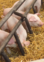 Piglets moving between the fingers of the gate.