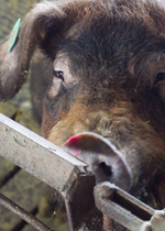 A classic Duroc boar soliciting some petting from a nearby farmer.