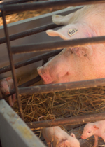 A sow looking at her piglets.