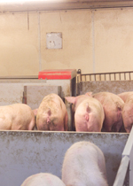 Sows waiting in line to use an ESF station.