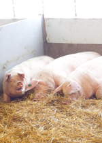 Sows resting together in their nest, heads facing the open side.