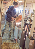 Farmer bedding farrowing pens.