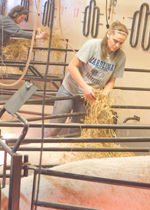 Farmers bedding farrowing pens.