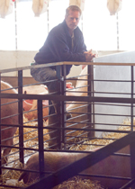 Farmer looking over pigs in sick pens.