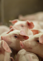 A group of young growing pigs all looking at someone standing outside their pen.