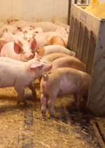 A group of growing pigs eating while standing on the mat next to their feeder.