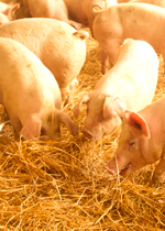 Growing pigs rooting in and eating fresh straw.