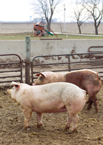 Growing pigs in an outdoor paddock.