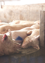 Sows lying in the sunlight within the security of an elevated nest.