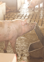A sow lifting the lid protecting a waterer, so she can get a drink.