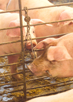 Growing pigs playing with some hanging chains.