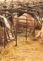 Pigs in Free Access Stalls