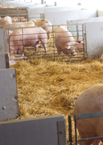 Pregnant sows rooting in the straw bedding their large gestation pens.