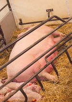 Piglets lying next to their mom.