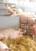 A gestation pen in a remodeled barn.