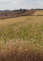 An autumn field on a family farm.