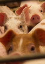 A group of young pigs crowding excitedly toward the person standing in front of their pen.