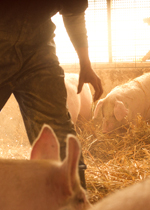 A farmer bedding a pen.