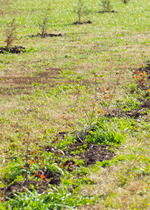 A row of newly planted samplings, growing into a future windbreak.