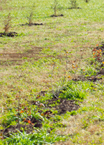 A row of newly planted samplings, growing into a future windbreak.