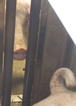 A sow waiting to enter an occupied ESF station.