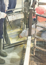 A farmer demonstrating how sows use a farrowing pen feeder to mix their feed with water.