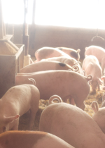 Growing pigs eating together at a feeder.