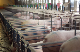 Traditional breeding stalls