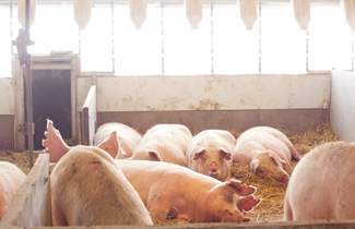 Sows in a large bedded gestation pen with nests.