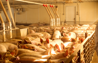 A pen of farrowing pigs viewed from above.