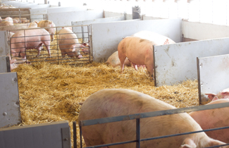 Internal view of remodeled barn - a gestation pen.