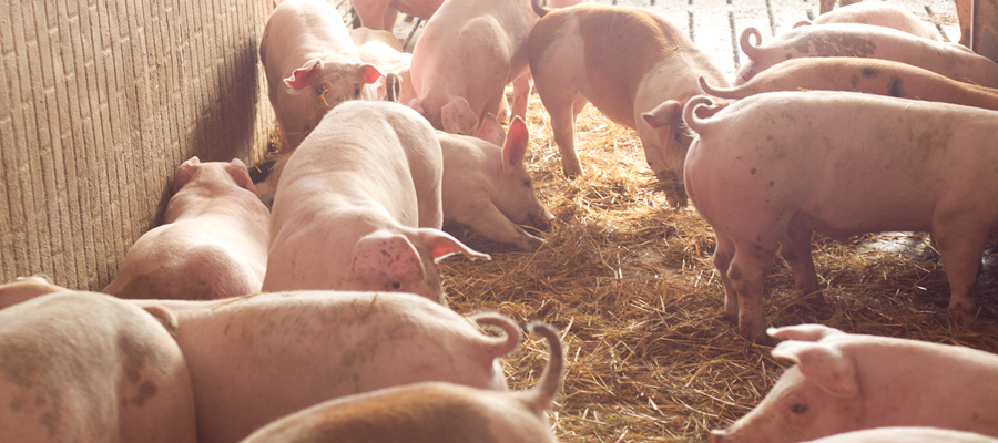 Growing pigs rooting around in straw.