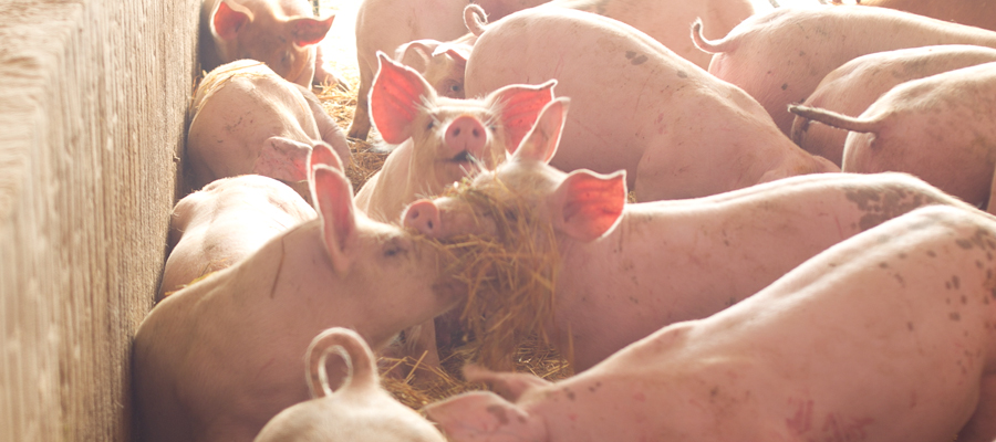 Growing pigs playing with straw.