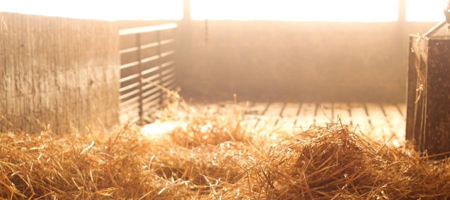 Empty bedded Growing Pig pen