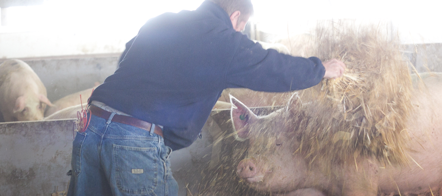 Farmer bedding a Gestation pen.