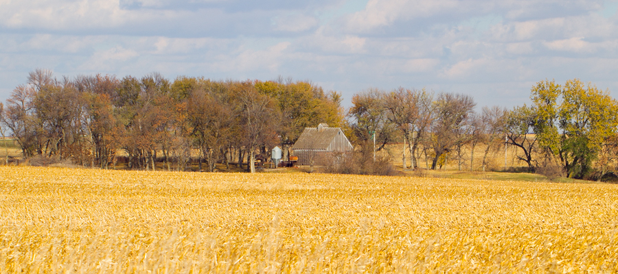 Corn crib beyond an autumn field