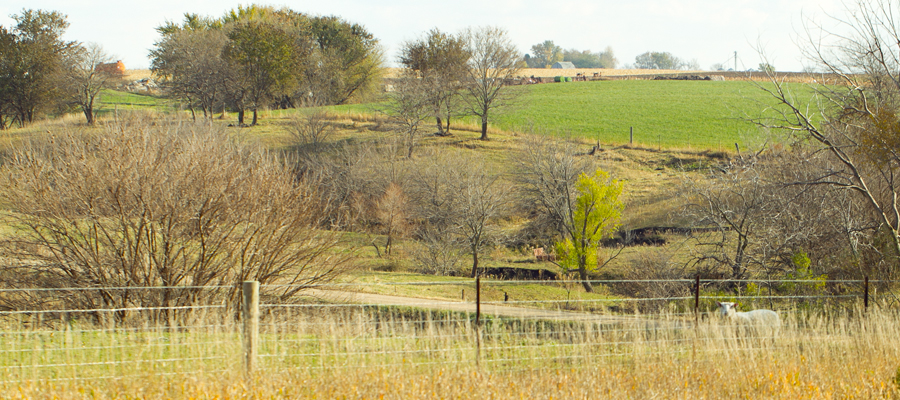 Rows of newly planted windbreak trees