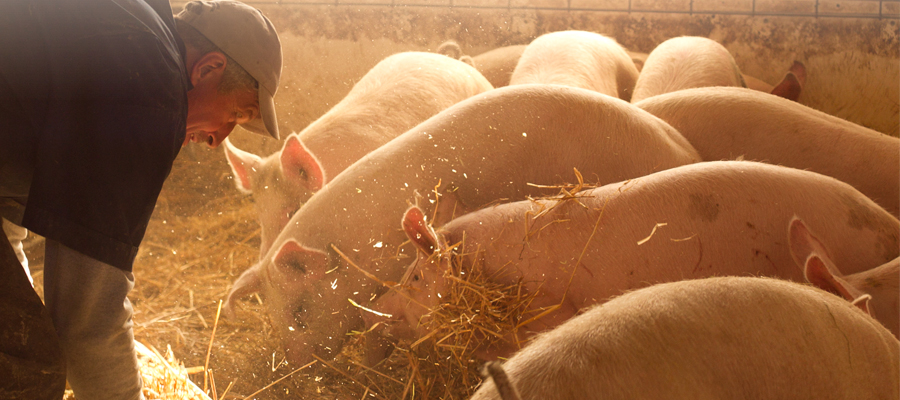 Farmer adding bedding to Growing Pig pen